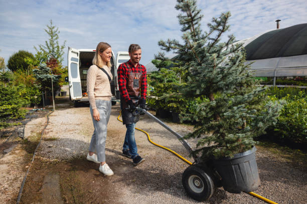 The Steps Involved in Our Tree Care Process in Palmerton, PA